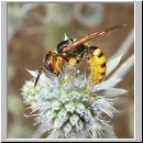 Philanthus triangulum - Bienenwolf w22.jpg